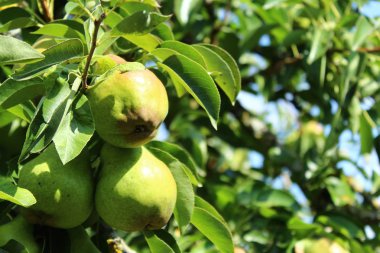 Armut armut ağacı üzerinde