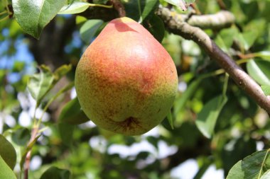 Armut armut ağacı üzerinde