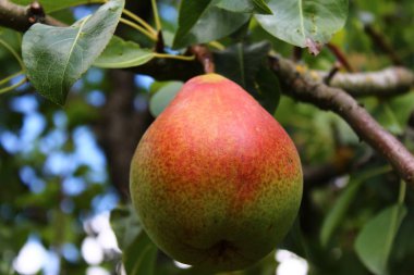 Armut armut ağacı üzerinde