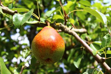 Armut armut ağacı üzerinde