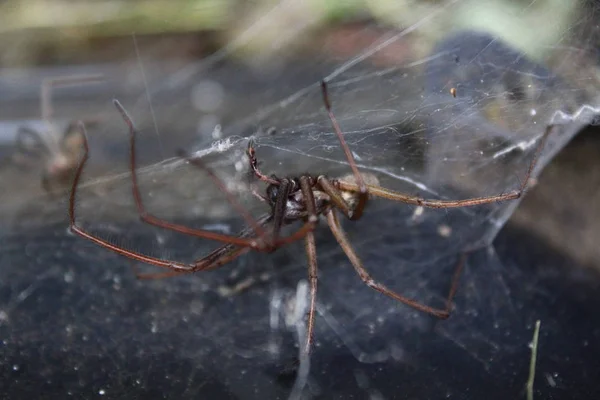 Dust Spider Garden — Stock Photo, Image