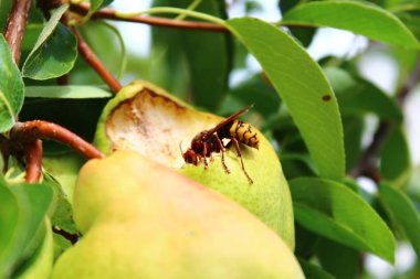 Bahçedeki bir armut üzerinde eşek arısı