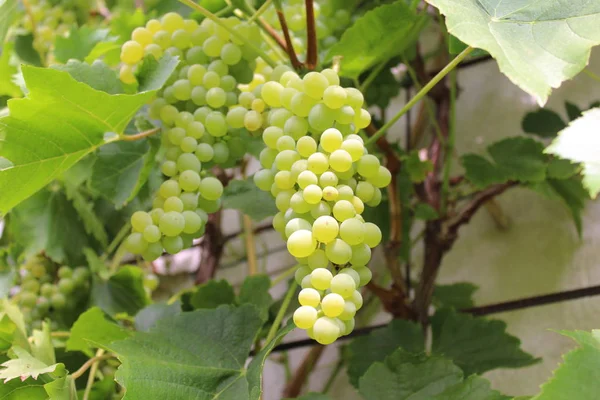 Grapes Vine — Stock Photo, Image