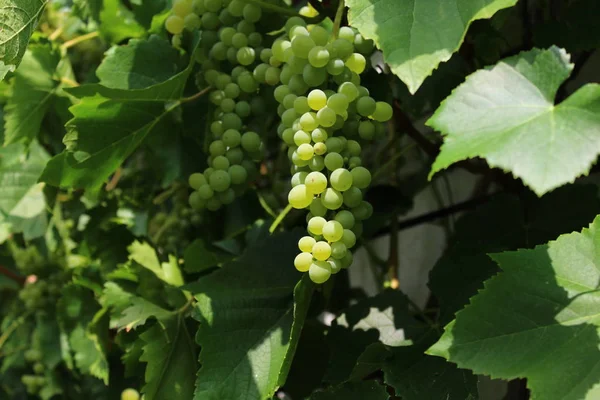 Grapes Vine — Stock Photo, Image