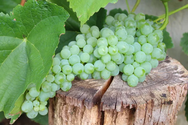 Grapes Garden — Stock Photo, Image