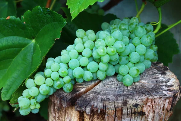 Grapes Garden — Stock Photo, Image