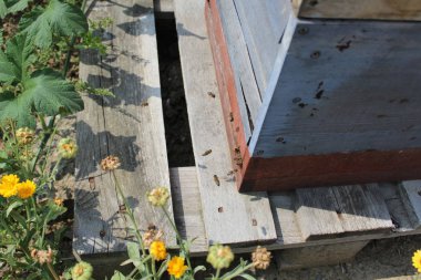 arı kutusunda arılar