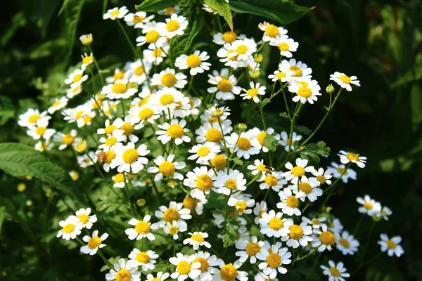 Camomille Dans Jardin — Photo