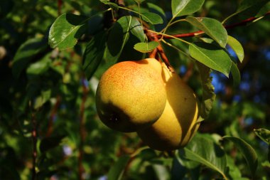 Armut armut ağacı üzerinde