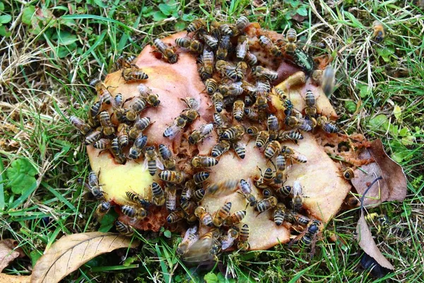 梨与许多蜜蜂 — 图库照片