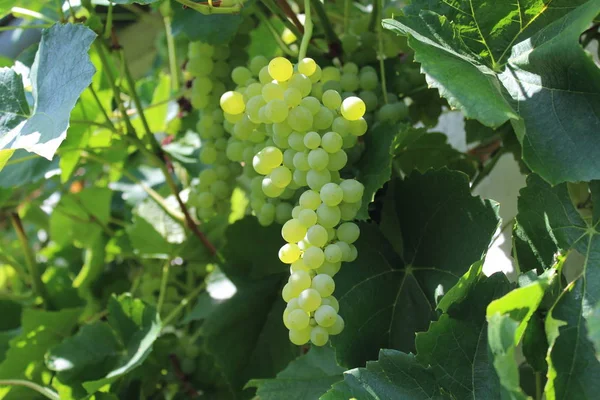 Ripe Grapes Garden — Stock Photo, Image