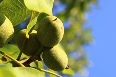 Ceviz ağacında ceviz