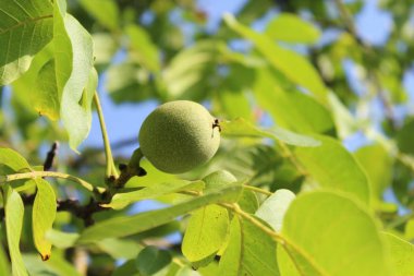 Ceviz ağacında ceviz