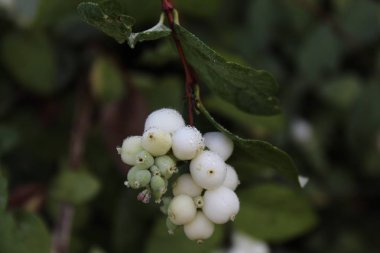 Bahçedeki yağmurdan sonra kar çileği