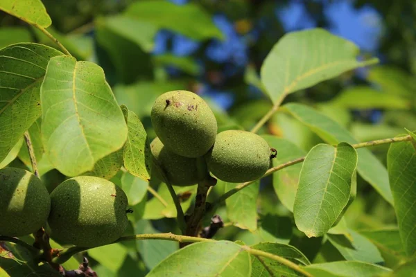 walnuts on the walnut tree