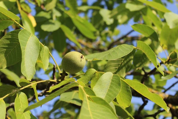 walnuts on the walnut tree