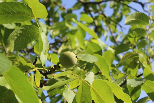 Vlašské Ořechy Stromě — Stock fotografie
