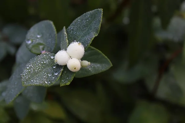 Bayas Nieve Después Lluvia Jardín — Foto de Stock