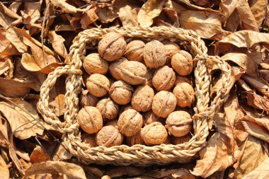 bir sepet ve yaprakları ceviz