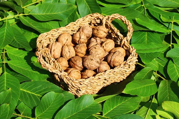 Kacang Kenari Dan Daun Kenari — Stok Foto