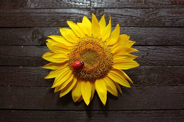 Sonnenblume Mit Marienkäfer Auf Holzbrettern — Stockfoto