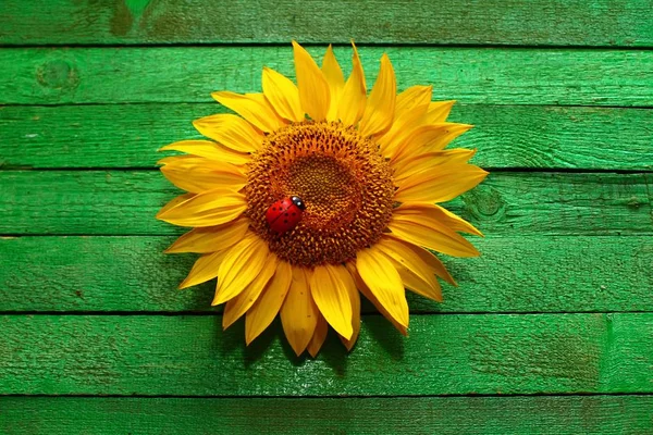 sunflower with a ladybug on green boards