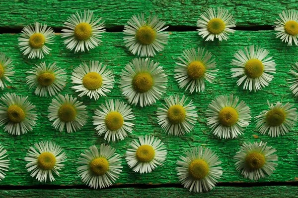 Sunflower Ladybug Green Boards — Stock Photo, Image