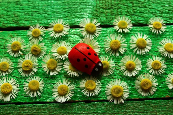 ladybirds and flowers on green boards