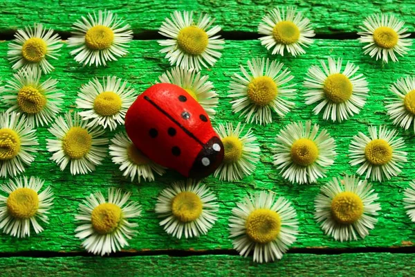 good luck wishes with a ladybird