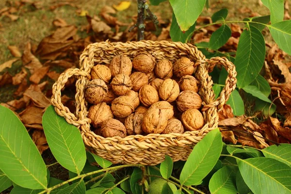 Walnuts Basket Walnut Leaves — Stock Photo, Image