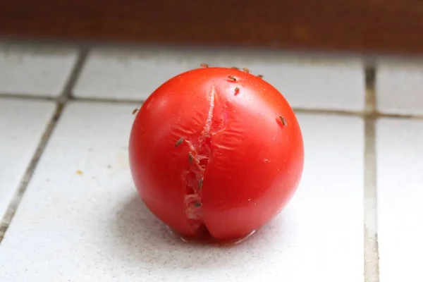 meyve sinekleri ile olgun domates