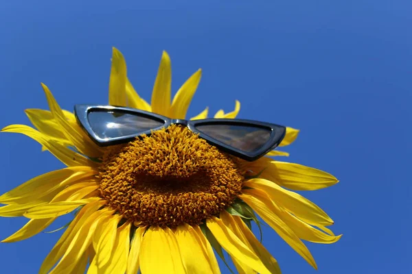 sunflower with sunglasses in front of the blue sky