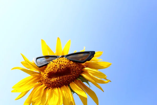 Sonnenblume Mit Sonnenbrille Vor Blauem Himmel — Stockfoto