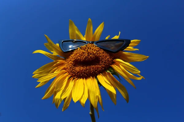 Sonnenblume Mit Sonnenbrille Vor Blauem Himmel — Stockfoto