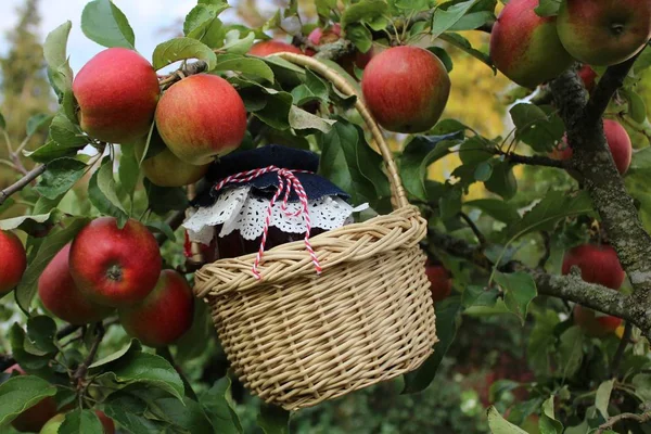 Mogna Äpplen Och Äppel Gelé — Stockfoto
