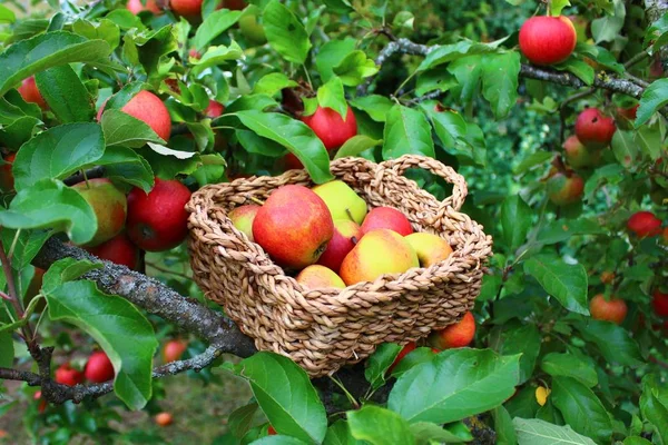 Pommes Dans Panier Dans Jardin — Photo