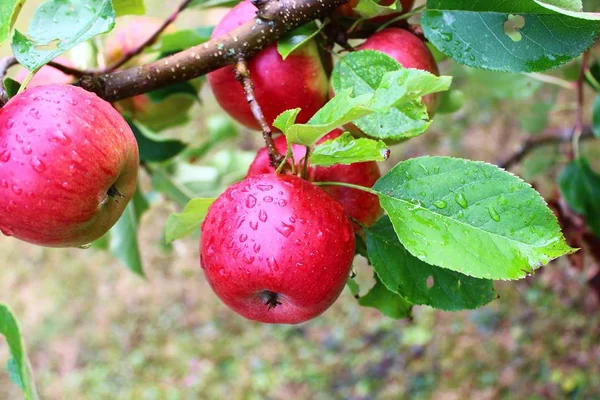 apples on a apple tree after the rain