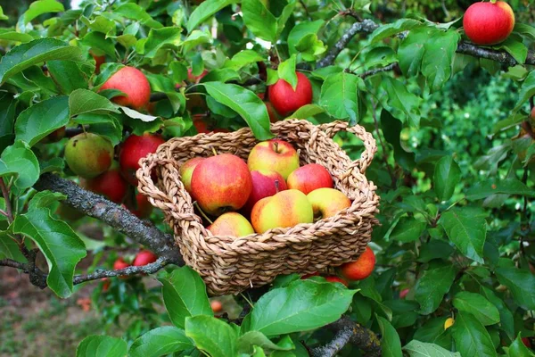 Maçãs Uma Cesta Jardim — Fotografia de Stock