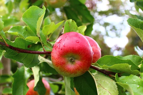 Äpplen Ett Äppelträd Efter Regnet — Stockfoto