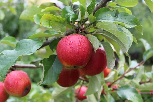 Mogna Äpplen Ett Äppelträd — Stockfoto