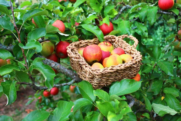 Äpplen Korg Trädgården — Stockfoto