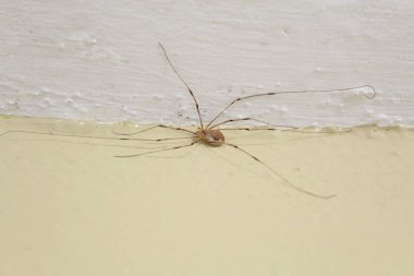 bir ev duvarında hasat çırçısı 