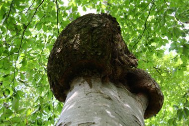 Ağaç kanseri olan bir ağaç.