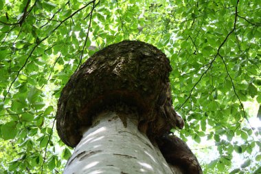 Ağaç kanseri olan bir ağaç.