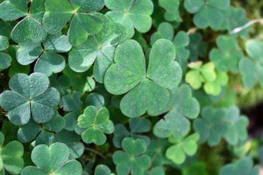 ormanda yonca alanı