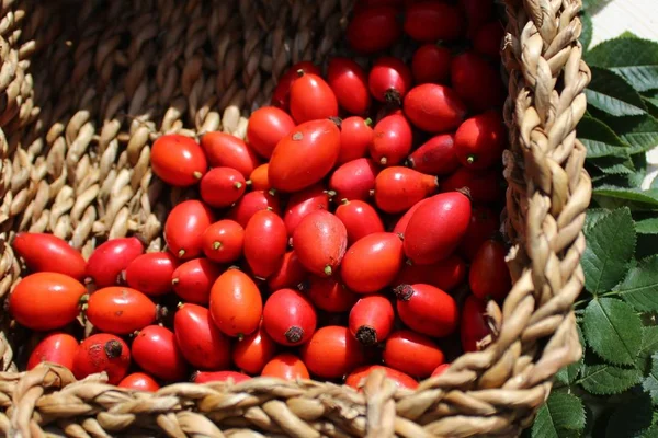 Rosehips Basket — Stock Photo, Image