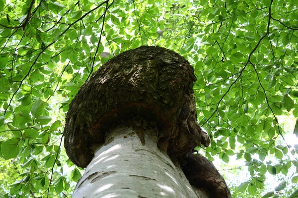 Ağaç Kanseri Olan Bir Ağaç — Stok fotoğraf