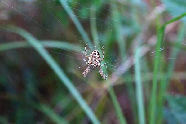 Kreuzspinne Spinnennetz — Stockfoto