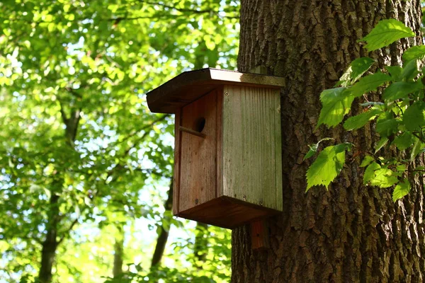 Bird House Forest — Stock Photo, Image