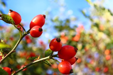 Yazın gül kalçalar.